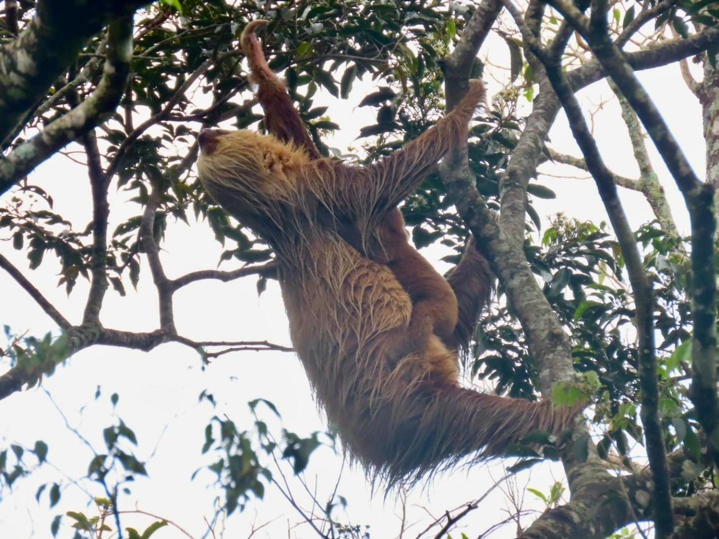 Monteverde Magic Mountain Eksteriør bilde